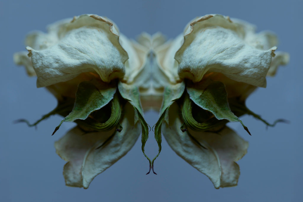 "NATURA SACRA: When The Earth Was God”